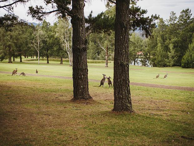 Photo 17 for Kangaroo-valley living up to its name