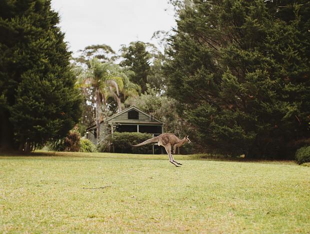 Photo 3 for Kangaroo-valley living up to its name