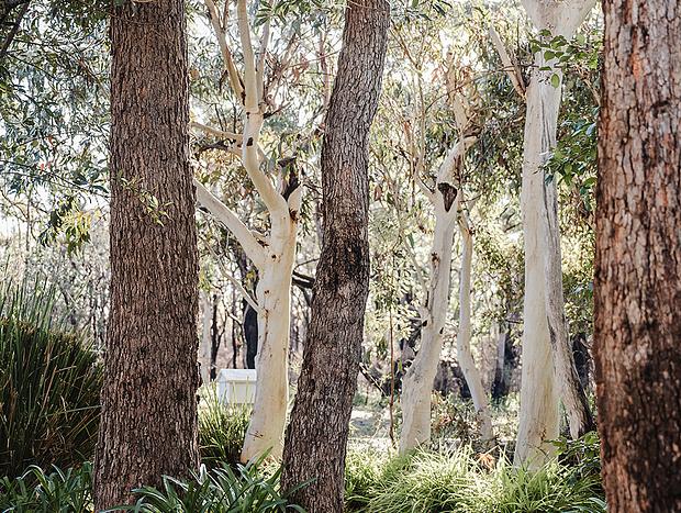 Photo 31 for Scribbly Gums Berrara