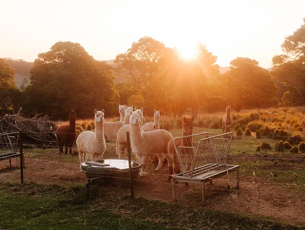 Photo 17 for Mount Murray Farm
