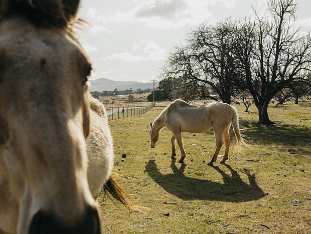 Photo 2 for Hanging with the horses
