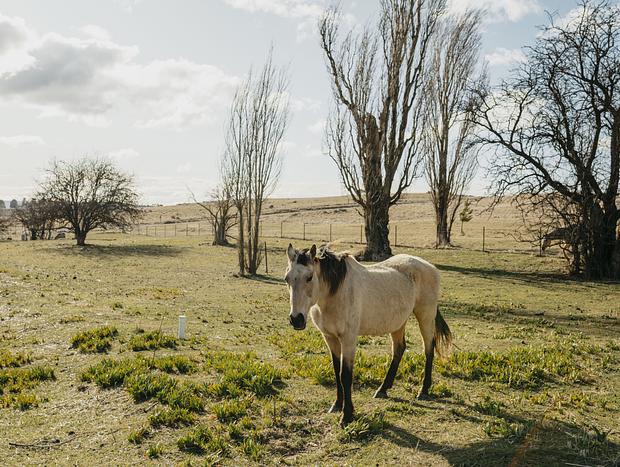Photo 4 for Hanging with the horses