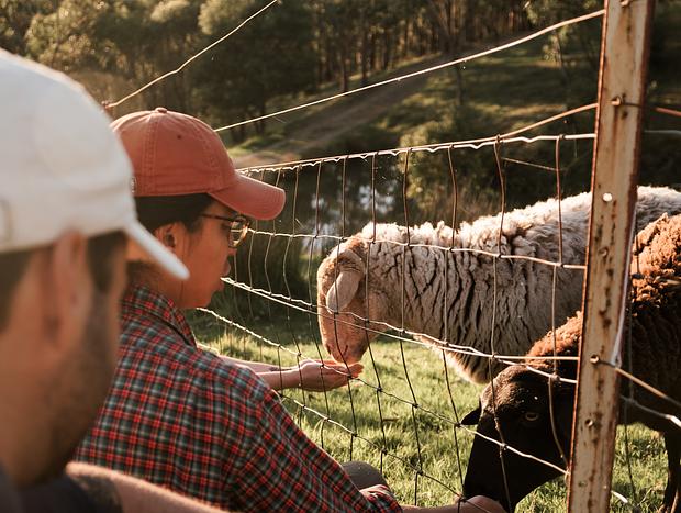Photo 1 for Feeding Sheep and Alpacas