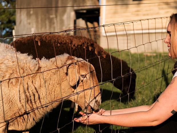 Photo 2 for Feeding Sheep and Alpacas