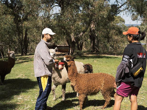 Photo 3 for Feeding Sheep and Alpacas