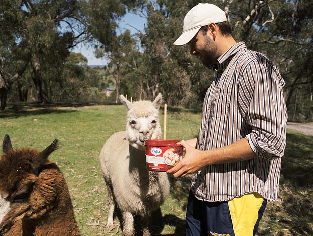 Photo 5 for Feeding Sheep and Alpacas