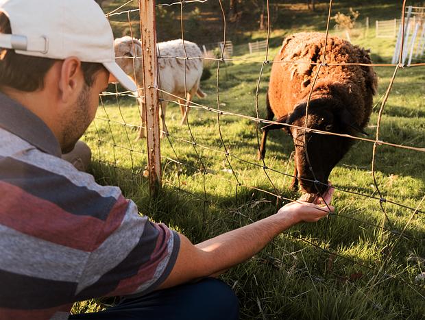 Photo 6 for Feeding Sheep and Alpacas