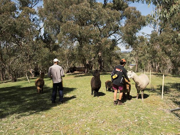 Photo 7 for Feeding Sheep and Alpacas