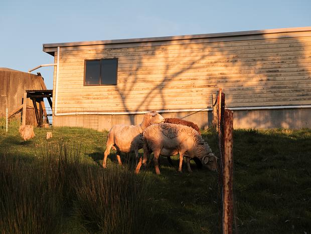 Photo 9 for Feeding Sheep and Alpacas