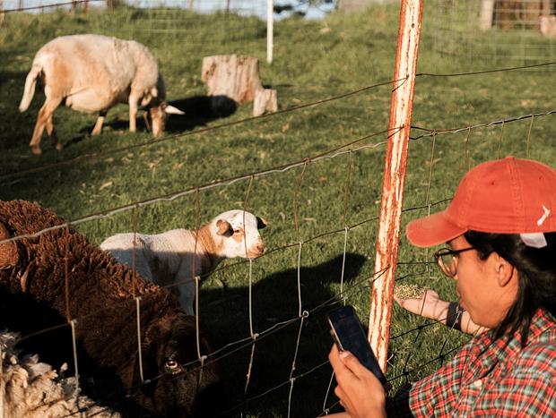 Photo 10 for Feeding Sheep and Alpacas