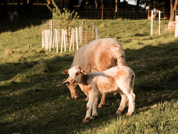 Photo 11 for Feeding Sheep and Alpacas