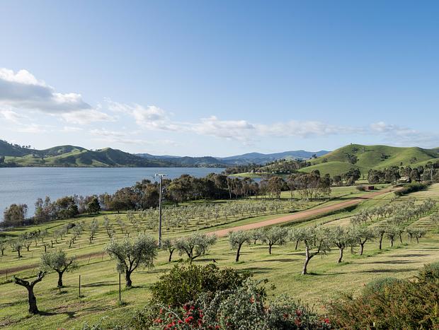 Photo 14 for The Olive Grove - Lake Eildon