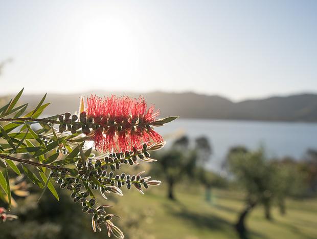 Photo 16 for The Olive Grove - Lake Eildon