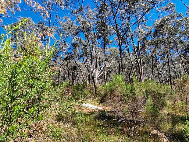 Photo 42 for Green Bush Haven