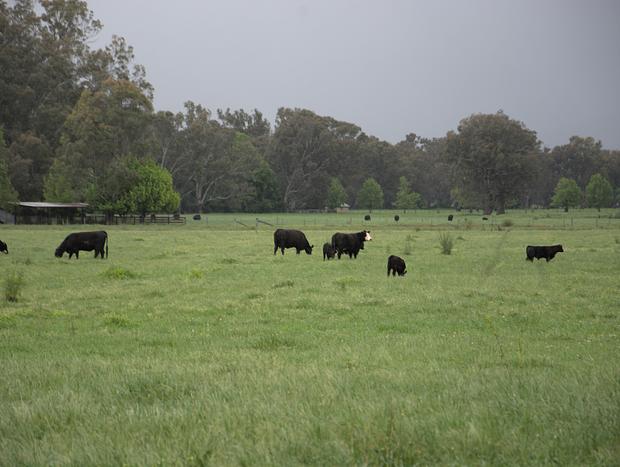 Photo 10 for Blue Wren Cottage, King Valley