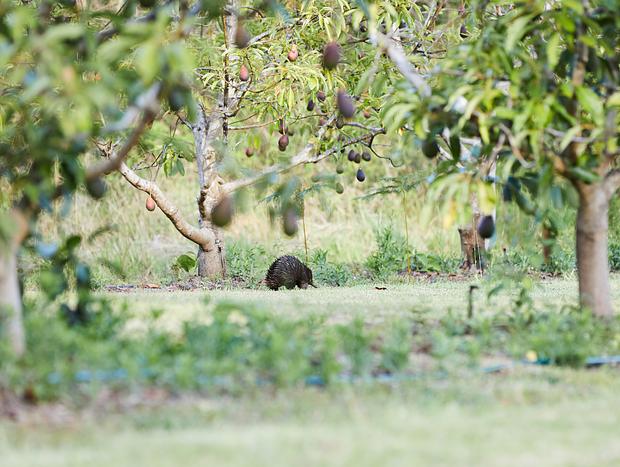 Photo 33 for Mountain Top Lodge Nimbin