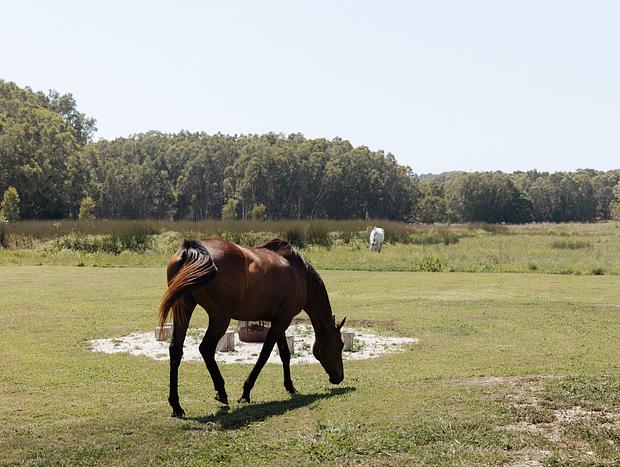 Photo 5 for Horse Whispers
