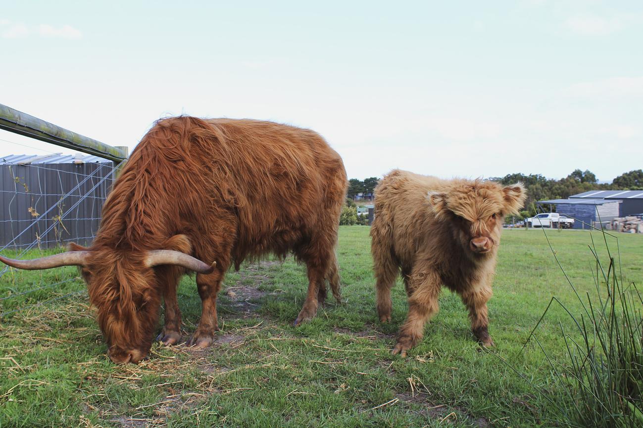 Feed the Highland Cows Riparide