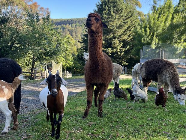 Photo 13 for Wild Falls Animal Farmstay - Bungalow