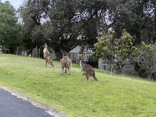 Photo 33 for Wombat Lodge; Eco Friendly, Wildlife, linen + WiFi