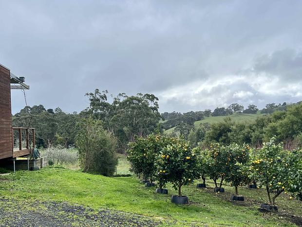 Photo 45 for Citrus Grove: private/architectural/dog-friendly/views/acreage