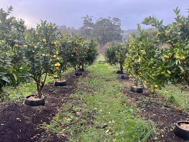 Photo 43 for Citrus Grove: private/architectural/dog-friendly/views/acreage
