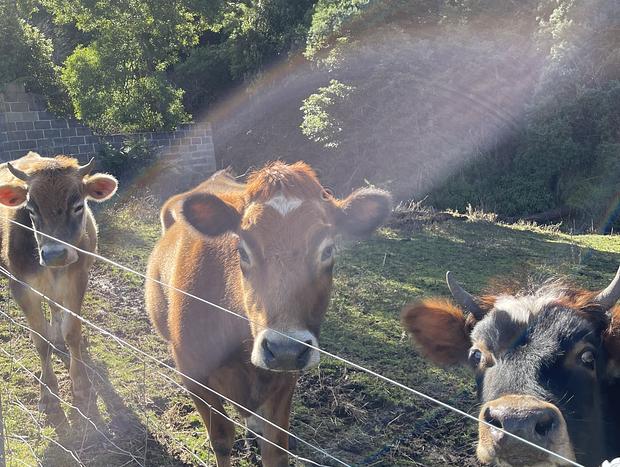 Photo 22 for Wild Falls Animal Farmstay - Cottage