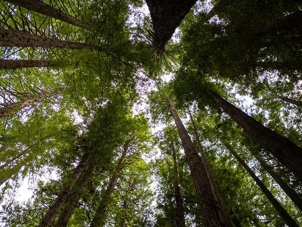 Photo 23 for Rainforest escape in the Otways