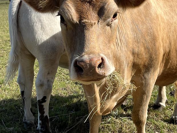 Photo 17 for Lot Three Dairy | Port Fairy