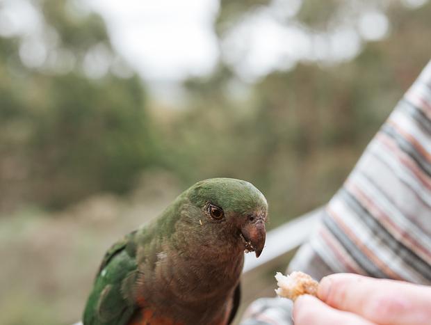 Photo 12 for Tree House in the Otways
