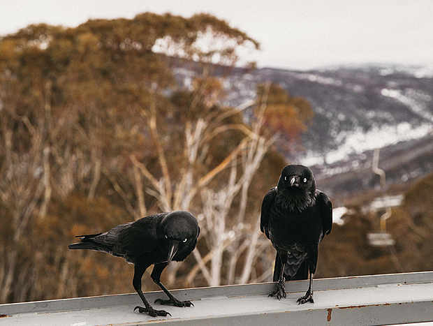 Photo 3 for Bird Watching