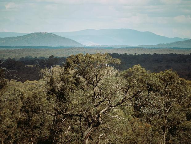 Photo 16 for Heathcote - theYellowBoxWood - Echidna Ridge