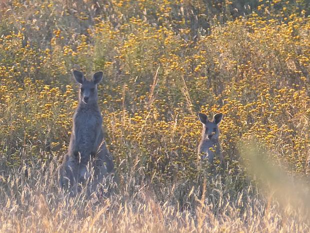 Photo 20 for Heathcote - theYellowBoxWood - Emu Valley