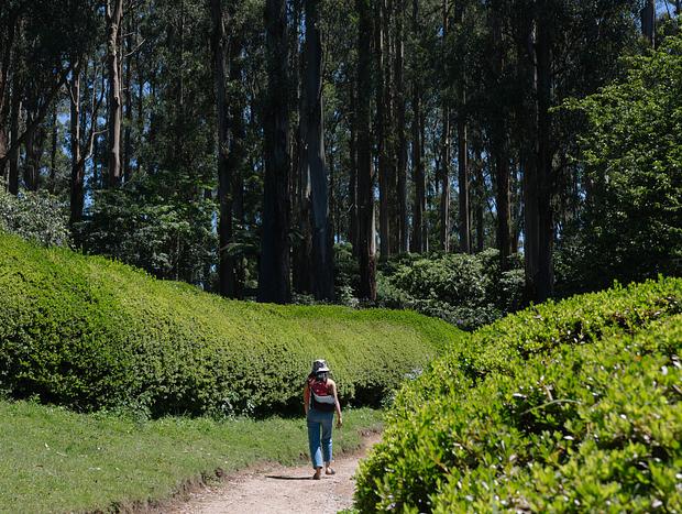 Photo 1 for Stroll through the Dandenong Ranges Botanic Gardens