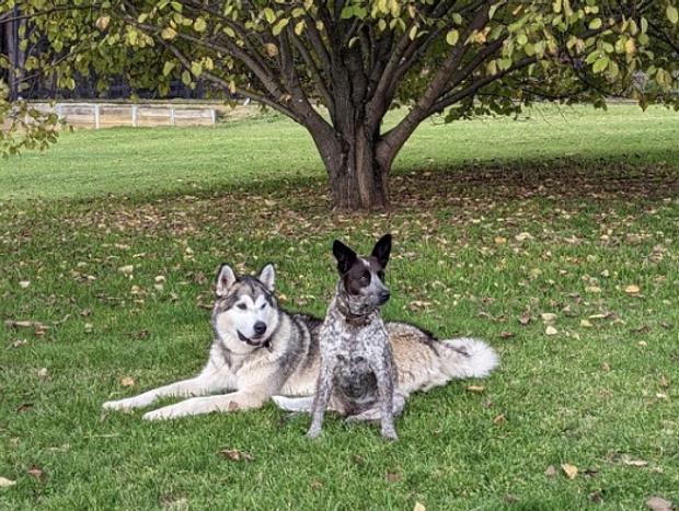 Photo 9 for Mountain Culture Farm Stay (pet friendly)