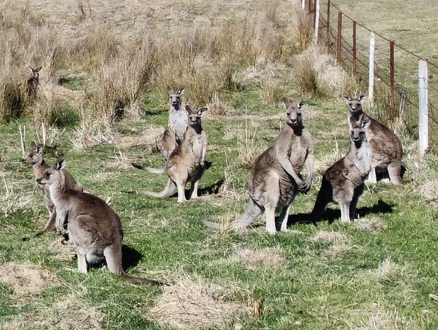 Photo 23 for Mountain Culture Farm Stay (pet friendly)