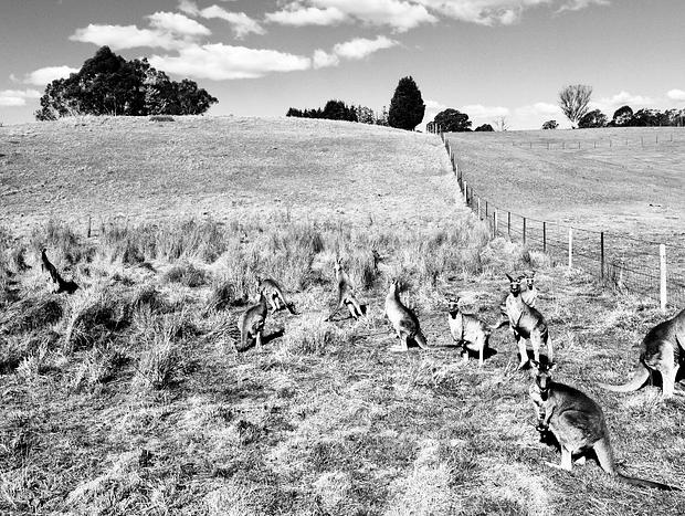 Photo 22 for Mountain Culture Farm Stay (pet friendly)