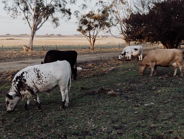 Photo 10 for Delightful Dairy at Port Fairy