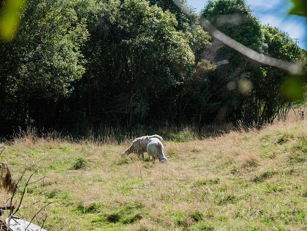 Photo 28 for Safari Serenity: A Luxe Retreat in the Wilderness of Waihi