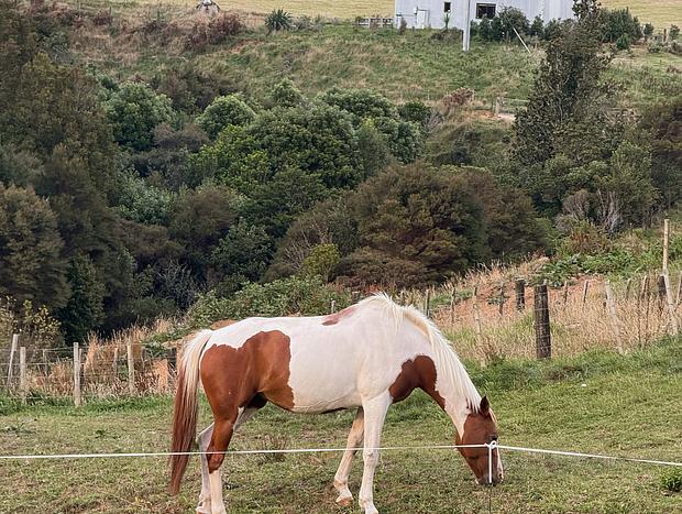 Photo 26 for Safari Serenity: A Luxe Retreat in the Wilderness of Waihi