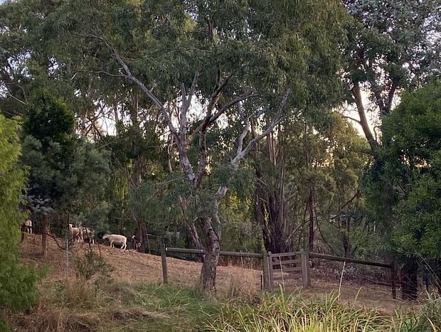 Photo 24 for Libelle - Tiny house on 3 acres IN Daylesford - Secluded Luxury!