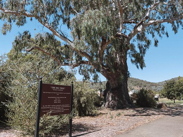Photo 5 for Explore the cute town of Myrtleford