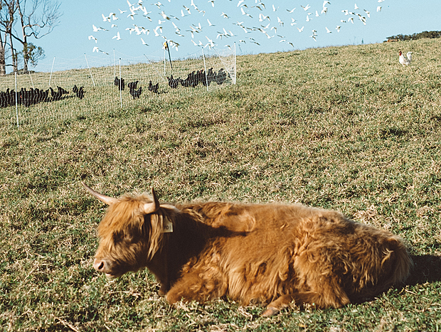 Photo 1 for The Farm