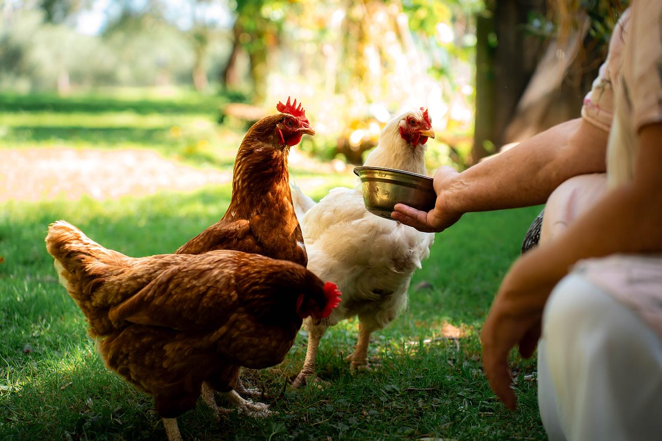 Visit The Chickens And Ducks Riparide