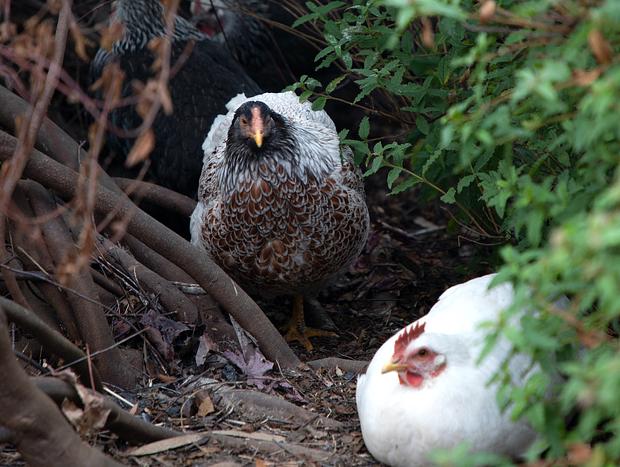 Photo 17 for Tiandi Wildlife Farmstay