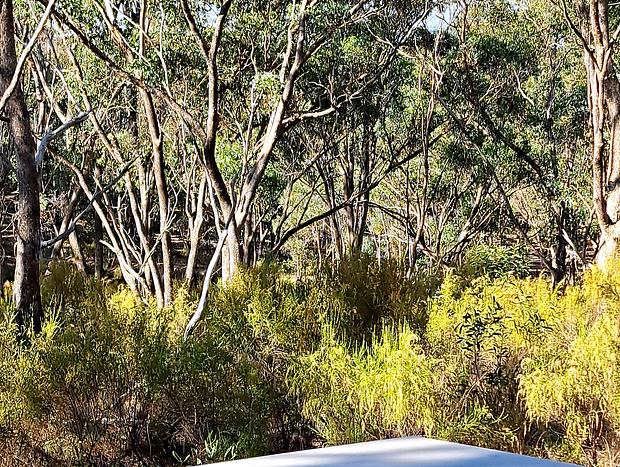 Photo 9 for Green Bush Haven