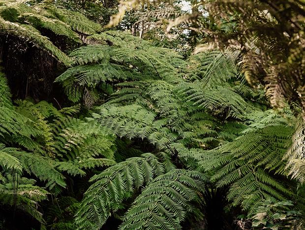 Photo 2 for Explore an 11 acre forest gem
