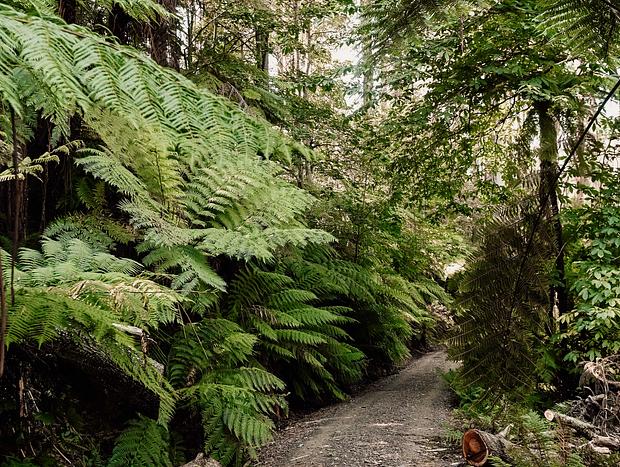 Photo 4 for Explore an 11 acre forest gem