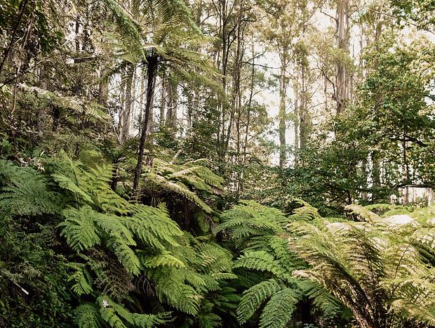 Photo 5 for Explore an 11 acre forest gem