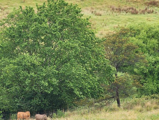 Photo 21 for Willowbank Farm